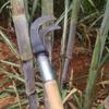Cortador de hojas de caña de azúcar pelador de maíz desgarro manual de caña de azúcar caña de azúcar ligera plantas acuáticas agrícola cortador de hojas de caña de azúcar envío gratis