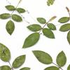 Hoja de Rosa Hoja Real Hoja Real Flor Real Hoja Adhesivo Hoja Real Espécimen de Planta Flor Seca Estuche para Teléfono en Relieve