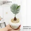 Planta Bebê de Ipê em Vaso, uma Ferramenta de Alívio de Estresse para Desktop para Trabalhadores, Fácil de Cultivar Hidroponicamente, Pequena Planta Verde Tolerante à Sombra para Banheiros