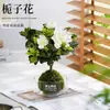 Planta verde de bola de musgo para escritorio interior, hidropónica, plantas pequeñas en maceta, fácil de cuidar, micro paisajismo inspirado en Zen para decoración de mesa de café