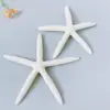 Adesivos de Parede Estrela do Mar Concha Natural para Dedo Fotografia Educação Infantil Alunos Artesanato Criativo DIY