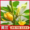 Envío directo de plántulas de orquídea blanca injertadas en plantas de magnolia amarilla en maceta para uso interior y exterior, enviadas con tierra original, con una fragancia fuerte