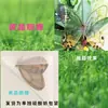 Especímenes de Mariposas Reales para Práctica, Mariposas Originales con Alas Sin Abrir, Materiales DIY para Espécimenes de Insectos, Mariposas Monarca, Insectos Originales, Mariposas Cola de Golondrina