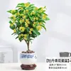 Plántulas de osmanthus de cuatro estaciones, plantas resistentes al frío en maceta, osmanthus dorado para balcón, flores de aroma intenso, árboles viejos para patio, plantas verdes fáciles de mantener