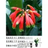 Orquídea Mariposa Monje Clivia Auténtica en Maceta Redonda con Capullos en la Sala de Estar y la Oficina Plántulas de Orquídea Florecen en Todas las Estaciones