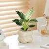 Platino Diamante Planta Hidropónica Maceta Interior Sala de Estar Flores Fáciles de Cultivar Escritorio de Oficina Plantas Verdes de Cuatro Estaciones Absorben Ciertos Aldehídos
