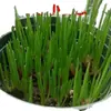 Cebolas Vermelhas Frescas, Cebolas Desidratadas, Cebolas Pequenas, Cebolinhas e Cebolas Aromáticas de Fazendas de Sichuan, Direto da Fábrica de Origem, com Frete Grátis para Exportação