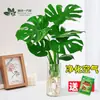 Planta Hidropônica Monstera em Vaso Monstera de Folha Grande para Interior de Escritório, Planta Verde para Casa Nova Que Absorve Formaldeído