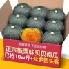 Calabaza Bebé Sabor Castaña Auténtica Liaocheng Calabaza Bebé Castaña 3- 2.5-4.5kg Calabaza Vieja Verduras Frescas Huihe