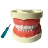 Modelo Dental para Práctica de Preparación de Dientes, 32 Dientes con Encías Suaves, Adecuado para Preparación de Caries, Modelo Reemplazable y Desmontable