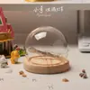 Luz de Noche de Gelatina de Concha de Erizo de Mar Natural Kit de Materiales Hechos a Mano para Bricolaje Adorno Decorativo Regalo para Niños y Novias