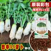 Sementes de Rabanete Bifeng Quatro Estações 35, Raízes Pequenas Miniatura, Sabor Crocante e Refrescante, Sementes de Rabanete Branco Pequeno Legumes