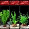 Plantas Aquáticas para Aquário Plantas Hidropônicas Grama Centopeia Anúbias Conjunto Completo Ornamentos de Paisagismo para Aquário Rocha Vulcânica Nove Coroas Plantas Aquáticas