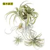 Planta de Aire Suculenta Falsa Terciopelada Hierba de Aire Cesta Colgante de Interior Flores en Maceta Decoración de Pared de Planta Verde Hierba