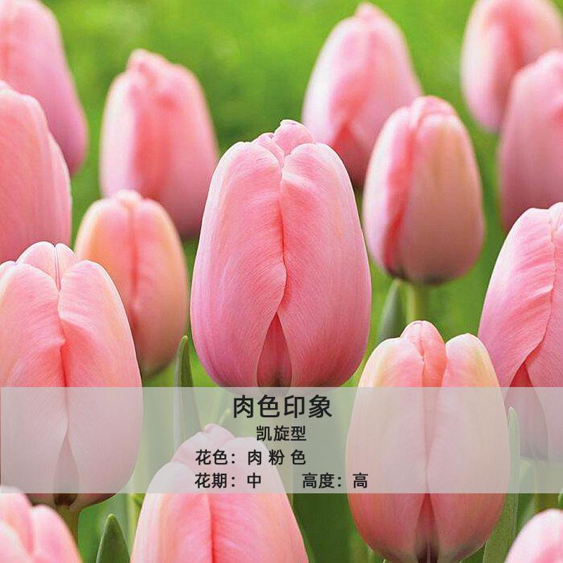 现货批发郁金香种球单瓣品种1粒装5度球室内花卉盆栽四季开花好