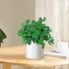 Flor Mimosa em Vaso Pequeno Planta de Interior Varanda Mimosa Muda Pronta com Raízes Folhagem Verde Interessante Mimosa