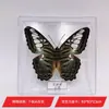 Fada Borboleta Ornamento de Espécime de Borboleta Espécime de Inseto Borboleta Real Asas Abertas Estudante Criativo Presente de Aniversário Caixa Transparente