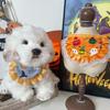 Comercio Exterior Transfronterizo Nuevo Babero de Halloween para Mascotas Gato Babero Impermeable Perro Estampado Calabaza Linterna Toalla para Babas