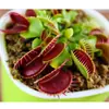 Planta Carnívora Mágica, Armadilha de Mosca, Pequena Planta em Vaso, Armadilha de Mosquito, Armadilha de Inseto, Fácil de Cultivar, Compre Um, Leve Outro Grátis