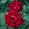 Envio Direto de Peça Única Mudas de Flores Commemorativas Barbara Rose Plantas em Vasos com Flores Abundantes e Resistentes a Doenças Plantas de Flores Perfumadas para Varanda Pátio