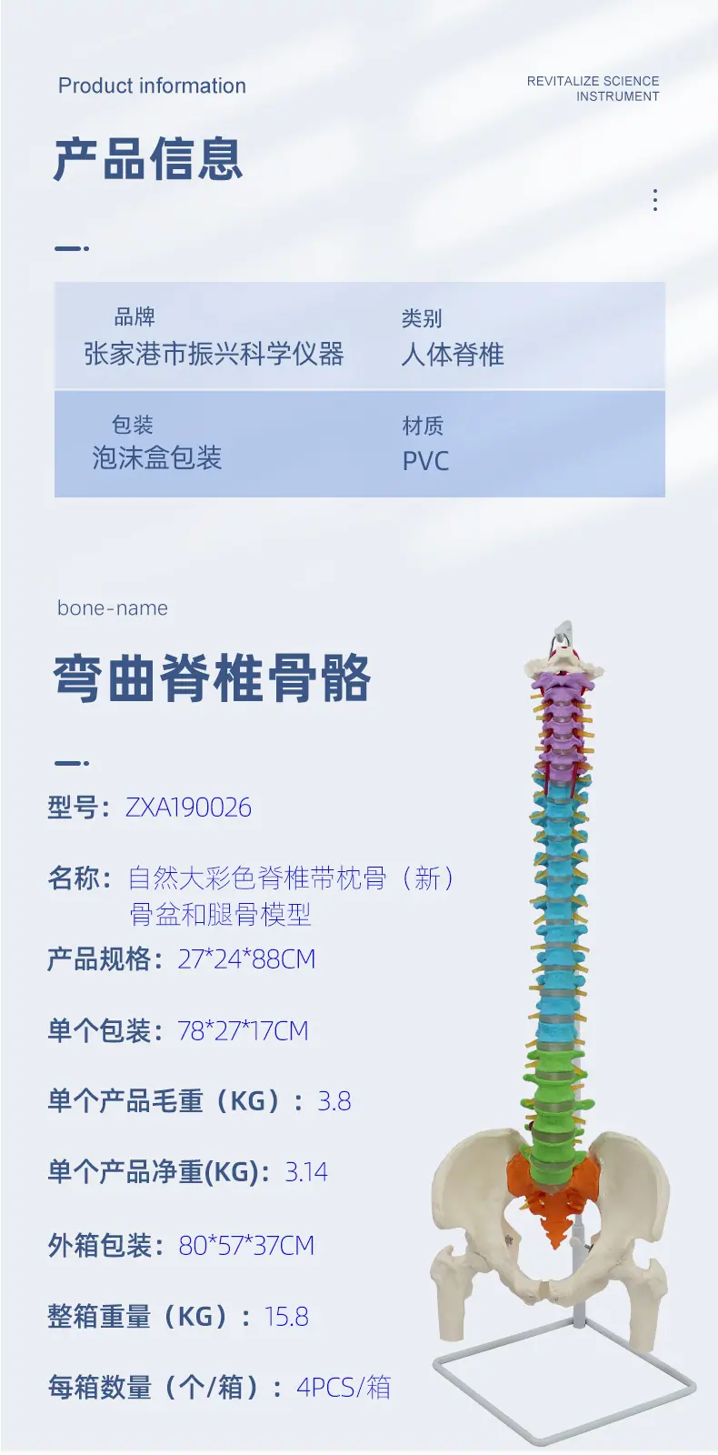 自然大彩色脊椎带枕骨（新）骨盆和腿骨模型信息