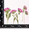 Coleção de Galhos de Flor de Crisântemo, Pacote de Material para Embossing de Flores Secas, Material para DIY Feito à Mão, Espécime de Planta, Marcador de Página com Embossing de Cola
