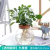 Plantas em hidroponia para quarto e sala de estar, fáceis de cuidar em todas as estações, samambaia-espargo e rabanete verde em vasos de vidro vermelho para hidroponia