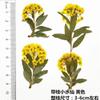 Pequeñas flores secas con ramas, venta al por mayor, paquete de material de bricolaje, parterre de flores, flor real, muestra de planta, marcapáginas en relieve, marco de fotos