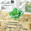004 Cabeza de Flor de Planta Suculenta Verde Afelpada Suministros Creativos para Bricolaje Accesorios para Colgar en la Pared Decoración de Flores para el Hogar Planta Verde Shangyi