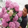 Base Verão Infinito Hortênsia Tronco Velho Hortênsia Tronco Velho Mudas de Flores Em Vasos Resistentes ao Frio Flores para Interior Varanda Pátio Plantas