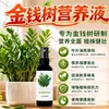Solução Nutricional Específica para Árvore da Fortuna Mudas em Vasos Plantas Amareladas Raiz Podre Fertilizante Específico Hidropônico para Árvore da Fortuna