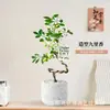 Planta de Murraya Paniculata en Maceta para Escritorio de Oficina, Planta Verde con Tronco Viejo y Plántulas, Florece Todo el Año, Flor de Interior Fácil de Cuidar para Jardineros Perezosos