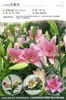Bulbos de Lírio de Outono de Floração Dupla, Mudas de Flores de Floração Simples, Lírios Perfumados Comprados Diretamente da Holanda, Canhão de Ferro, Plantas de Vaso para Iniciantes do Pátio Karie