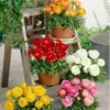 Bulbos de Ranúnculo, bulbos de Peônia, Peônias de flor dobrada, plantas fáceis de cultivar e resistentes para todas as estações, mudas de flores em vasos