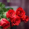 Mudas Autênticas de Rosas Floridas, Flores de Rosa Fortemente Perfumadas, Varanda Pátio, Mudas Grandes de Velho Tronco Resistentes ao Frio, Vasos com Raízes