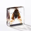 A Fábrica de Artesanato Zhongkun vende espécimes de insetos genuínos como itens decorativos, embutidos em resina de alta transparência, como brinquedos científicos educativos para crianças.