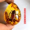 Colgante de Ámbar con Espécimen de Insecto Real Ámbar Insecto Gota de Agua con Forma de Insecto Escorpión Mariposa Abeja Flor Ámbar Transmisión en Vivo Venta al por Mayor