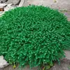 Decoraciones para Tapa de Alcantarilla Exterior, Adornos para Cubrir, Manojos de Hierba de Eucalipto, Manojos de Hierba, Montones de Hierba