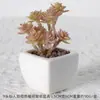 Suculentas Simuladas Personalizadas Cerámica Bonsái Plantas Verdes Escandinavas Adornos Hogar Interior Sala de Estar Flores Falsas Suculentas Plantas en Maceta