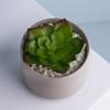 Fábrica de Chaozhou Marca Personalizada Flor Falsa Mini Planta Pequeña Maceta Redonda Recta Estilo Nórdico Decoración de Sala de Estar