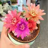 Cacto Jade Fuchsia Planta Florida em Vaso Planta Verde de Interior Fácil de Manter para Iniciantes Escritório Mesa de Computador Pequena Planta em Vaso