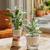 Maceta Automática de Riego Propio, Contenedor Hidropónico Transparente, Maceta de Plástico para Plantas, Jarrón de Vidrio para Plantas Verdes