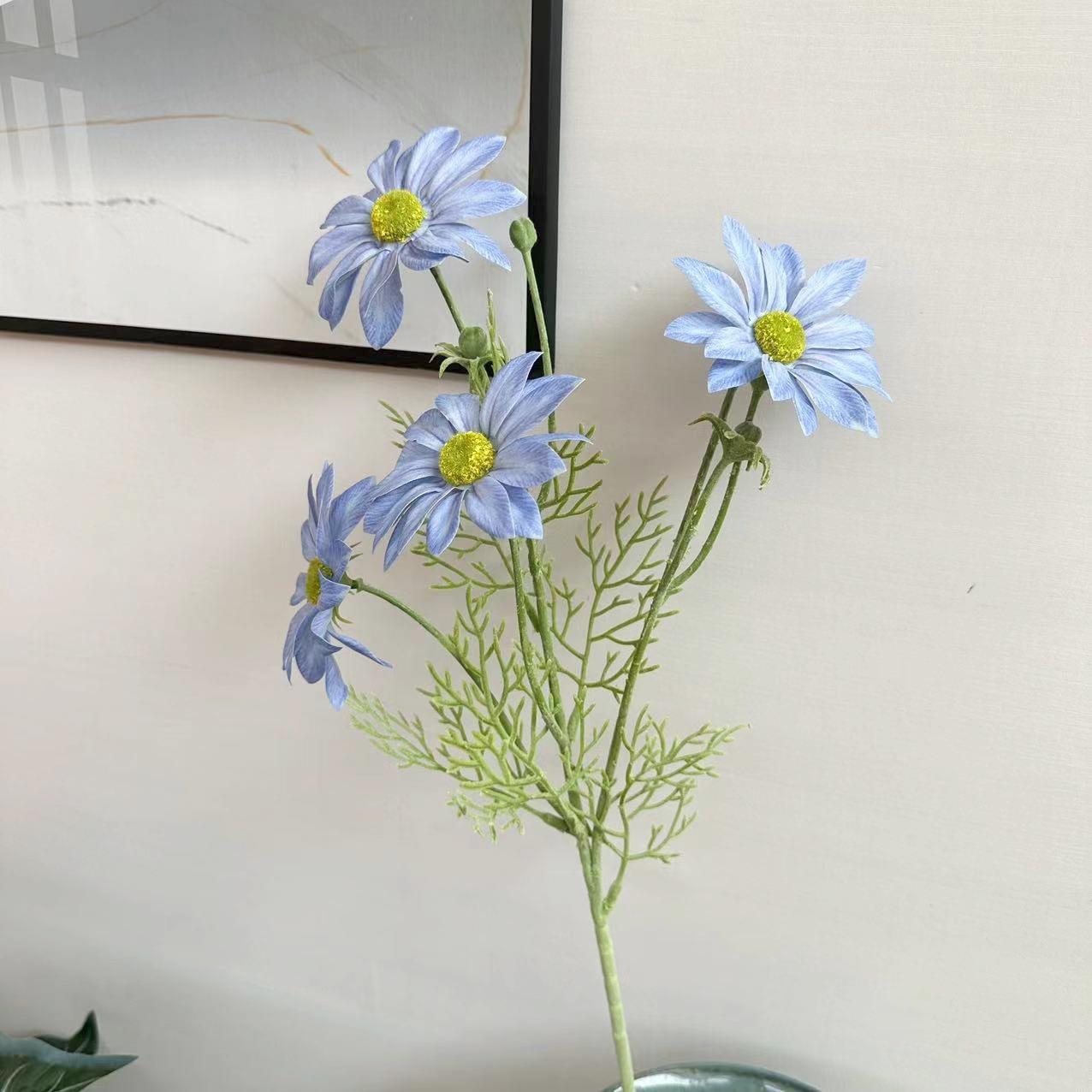 夏菊浅蓝