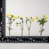 Xiacao Espécimen de Planta en Relieve Goteo de Gel Carcasa para Teléfono Móvil diy Material de Marco de Fotos Flores Secas en Relieve Flores Reales Maquillaje de Novia
