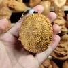 Pieza de madera maciza con mango de tortuga de loto Thuja de Taihang, tallada a mano, de una sola pieza, de caparazón de tortuga, juguete portátil de mano.