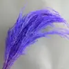 Flores Preservadas, Hierba Bigote de Dragón, Hierba Pluma, Flores Reales, Decoración para el Hogar Estilo Ins, Arreglos Florales, Decoraciones de Pared para Bodas, Flores Secas al por Mayor