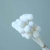 Flores Secas Flores Eternas Transfronterizas Serie Blanca Material Floral Cola de Conejo Pasto Joya Caña Caña Madera Caña Flores Secas Esponjosas Transfronterizas