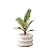 Foliagem Cômica Árvore da Borracha Planta de Interior Escritório Dormitório Planta Verde Fácil de Cuidar Folhas Coloridas Moderna Interessante Planta de Vaso para Mesa