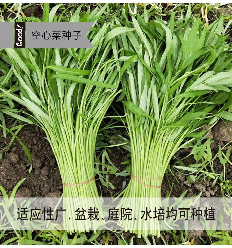空心菜03-3
