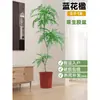 Planta Viva Jacaranda Sala de Estar Planta Grande en Maceta Interior Fácil de Mantener de Pie Flor Real Paisaje Jardinería para Absorber Formaldehído